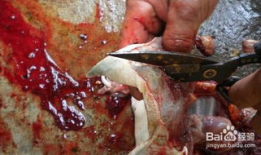 甲鱼宰杀视频,传统烹饪技艺的传承与反思